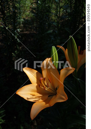 百合花 百合花 89934049