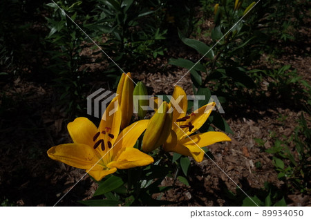 百合花 百合花 89934050