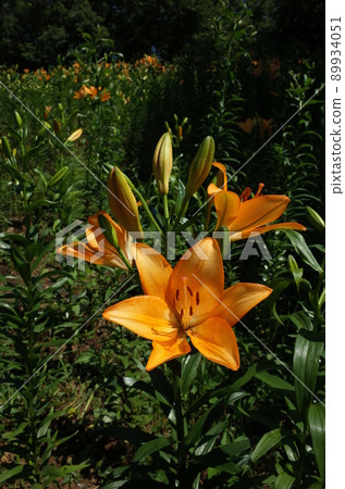 百合花 百合花 89934051