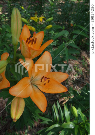 百合花 89934280