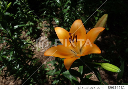百合花 百合花 89934281