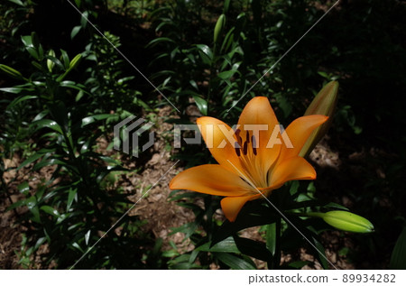 百合花 百合花 89934282