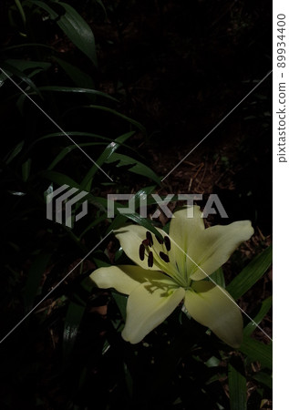 百合花 百合花 89934400
