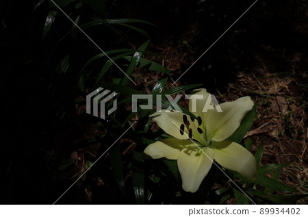 百合花 百合花 89934402