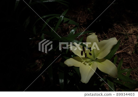 百合花 百合花 89934403