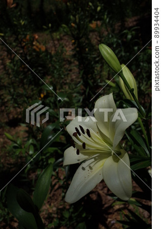 百合花 百合花 89934404