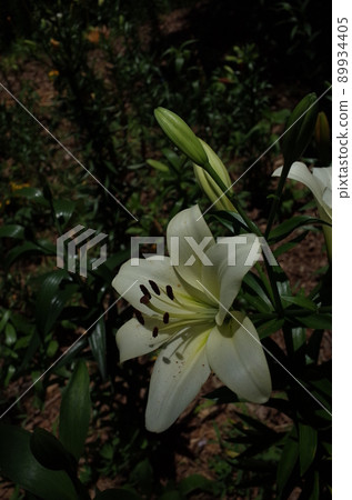 百合花 89934405