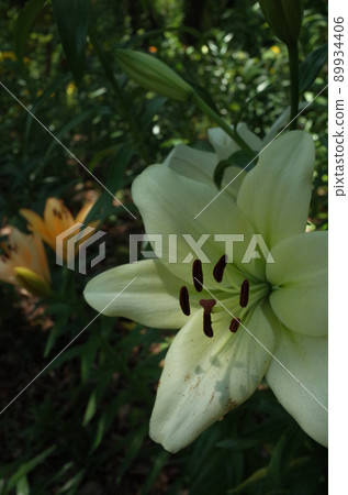 百合花 百合花 89934406