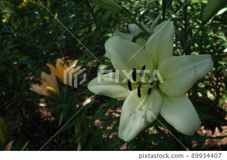 百合花 89934407