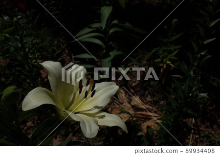 百合花 百合花 89934408