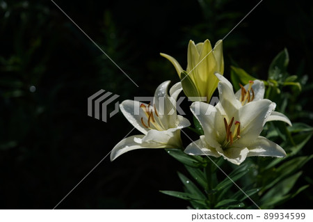百合花 百合花 89934599