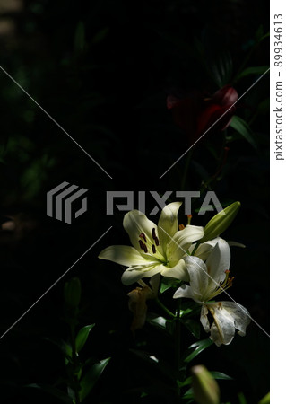 Lily flower Lily flower 89934613