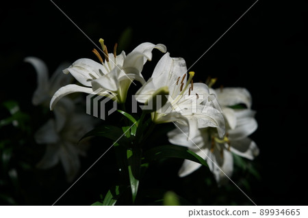百合花 百合花 89934665