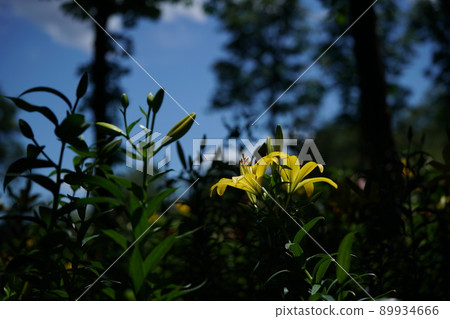 百合花 百合花 89934666