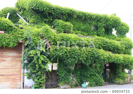 用常春藤蓋的空置的房子 用常春藤蓋的空置的房子 89934735