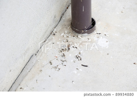 A large amount of bird droppings 89934880
