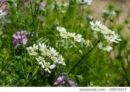 Cute white flower Orrea Cute white flower Orrea 89934915