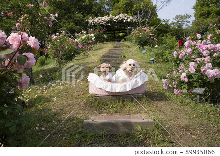 Two toy poodles smiling with a rose 89935066