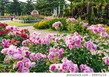 Tsurumai Park, roses in full bloom <Nagoya City, Aichi Prefecture> Tsurumai Park, roses in full bloom <Nagoya City, Aichi Prefecture> 89935214