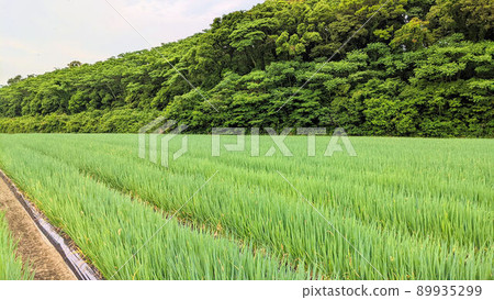 大蔥田糸島風景2 89935299
