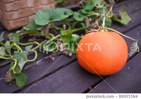 pumpkin 89935564