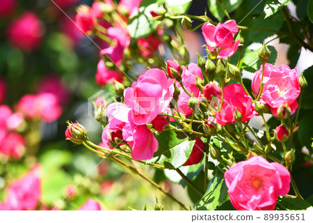 Red flower Red flower 89935651