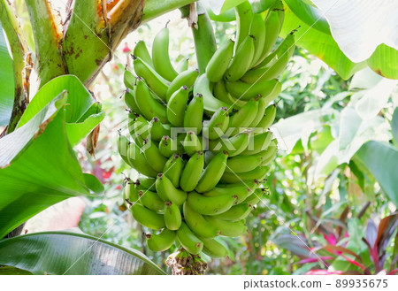 Banana in tropical country Banana in tropical country 89935675