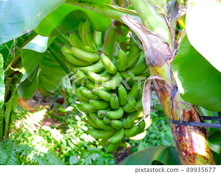 Banana in tropical country Banana in tropical country 89935677