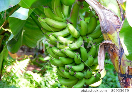 Banana in tropical country Banana in tropical country 89935679