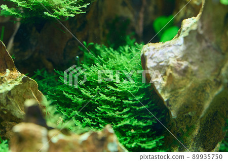 Riccardia aquarium moss on the dragon stone Riccardia aquarium moss on the dragon stone 89935750
