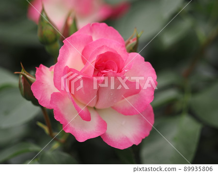Rose "Strawberry Ice Cream" Rose "Strawberry Ice Cream" 89935806