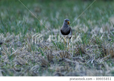 觀察野鳥鈕扣的嵌套 觀察野鳥鈕扣的嵌套 89935851