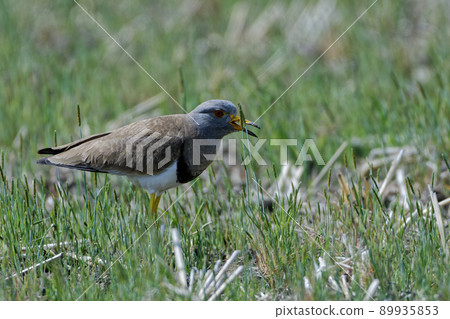 觀察野鳥鈕扣的嵌套 觀察野鳥鈕扣的嵌套 89935853