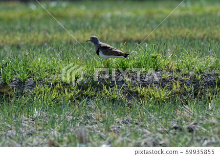 Observing the nesting of wild bird buttons Observing the nesting of wild bird buttons 89935855