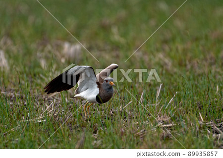 觀察野鳥鈕扣的嵌套 觀察野鳥鈕扣的嵌套 89935857