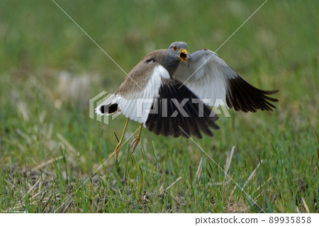 觀察野鳥鈕扣的嵌套 觀察野鳥鈕扣的嵌套 89935858