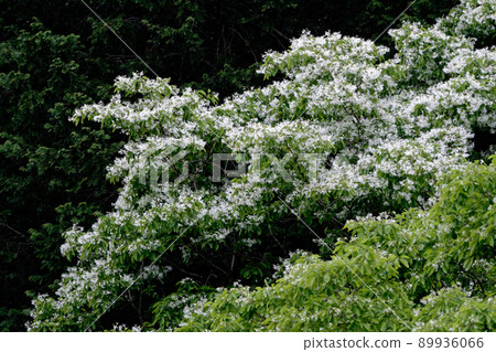 Nanjamonja 花盛開 Chionanthus retusus 89936066