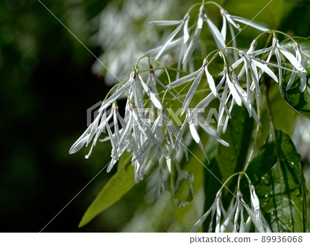 Nanjamonja 花盛開 Chionanthus retusus 89936068