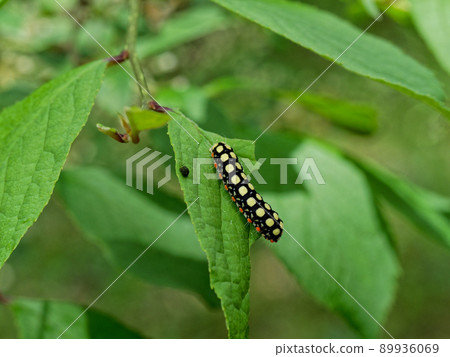 地榆白下螢火蟲幼蟲 89936069