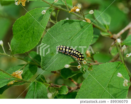 地榆白下螢火蟲幼蟲 89936070