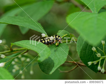 地榆白下螢火蟲幼蟲 89936071
