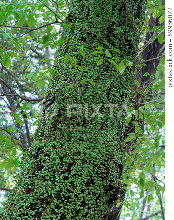 Lemmaphyllum殖民地科納拉 Lemmaphyllum殖民地科納拉 89936072