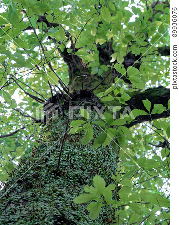 Lemmaphyllum colony Konara 89936076