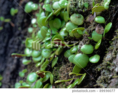 Lemmaphyllum殖民地科納拉 89936077