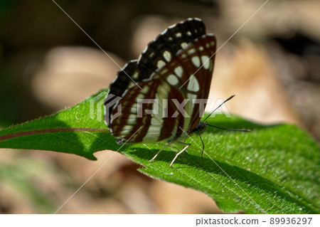 Neptis sapphire ♂ Neptis sapphire ♂ 89936297