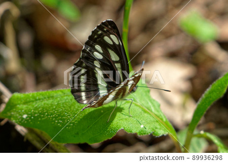 Neptis sapphire ♂ Neptis sapphire ♂ 89936298