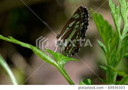 Neptis sapphire ♂ Neptis sapphire ♂ 89936303