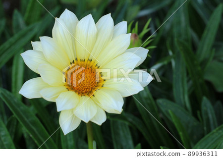 在光亮的葉子裡，從花芯到花瓣，從橙到白，雜色菊的漸變色都上去了。向左轉 89936311