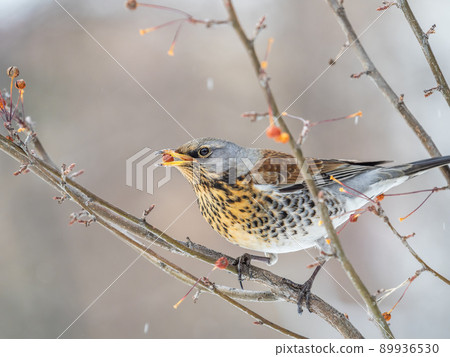 Fieldfare sitting on the bush and feeding on wild red apples in winter or early spring time. Fieldfare sitting on the bush and feeding on wild red apples in winter or early spring time. 89936530