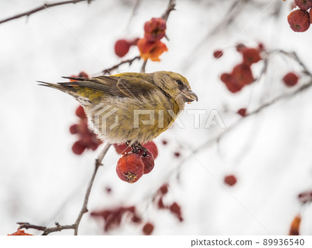 Red Crossbill female sitting on the tree branch and eats wild apple berries. Crossbill bird eats berries. Red Crossbill female sitting on the tree branch and eats wild apple berries. Crossbill bird eats berries. 89936540